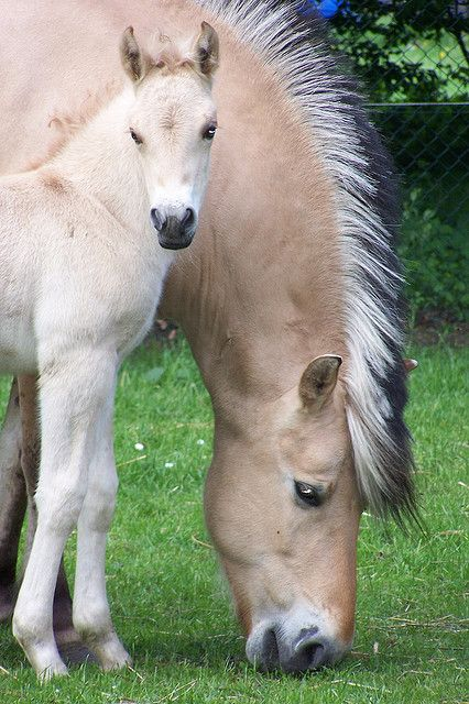 Norwegian Fjord Horses